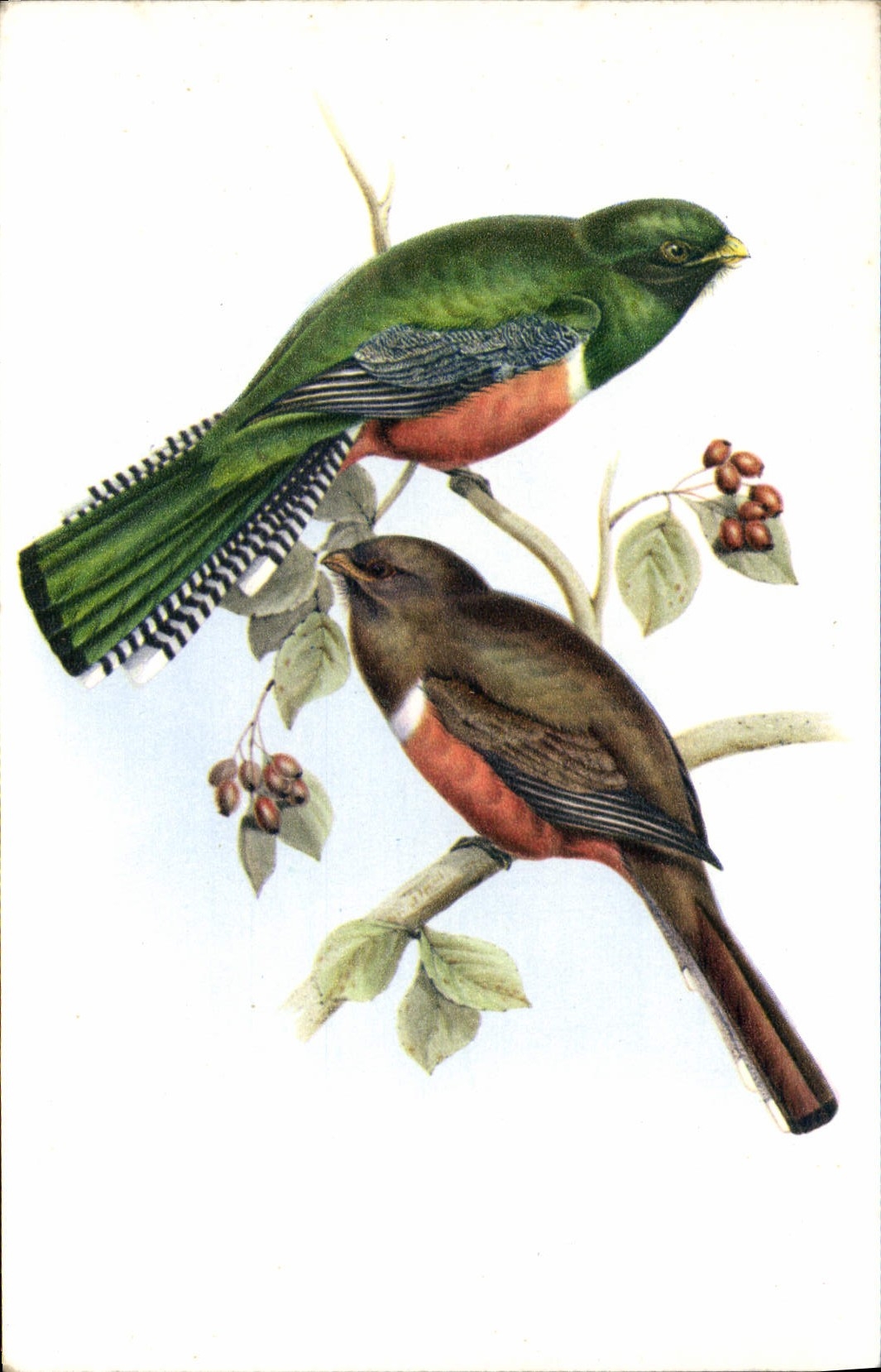 MODERN CARD Trogon Collaris J Gould Bird