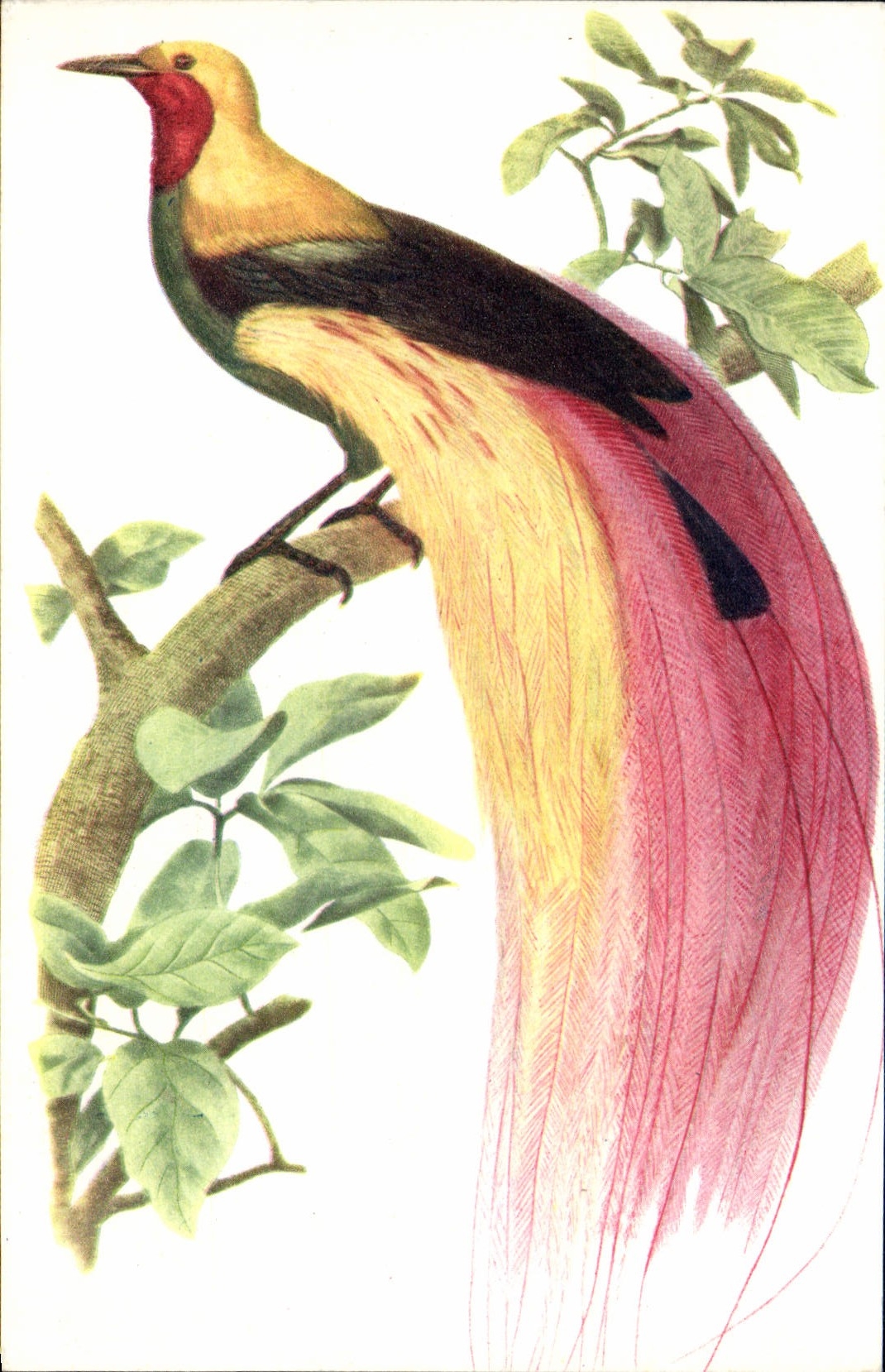 MODERN CARD Large Bird of paradise Emerald Bird