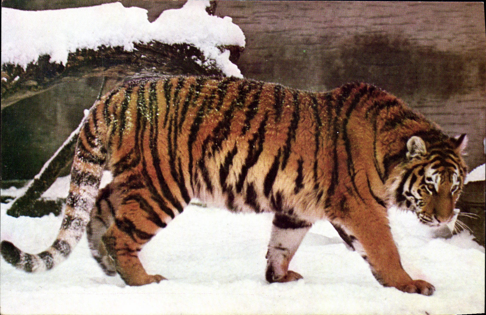 MODERN CARD Tiger In Snow