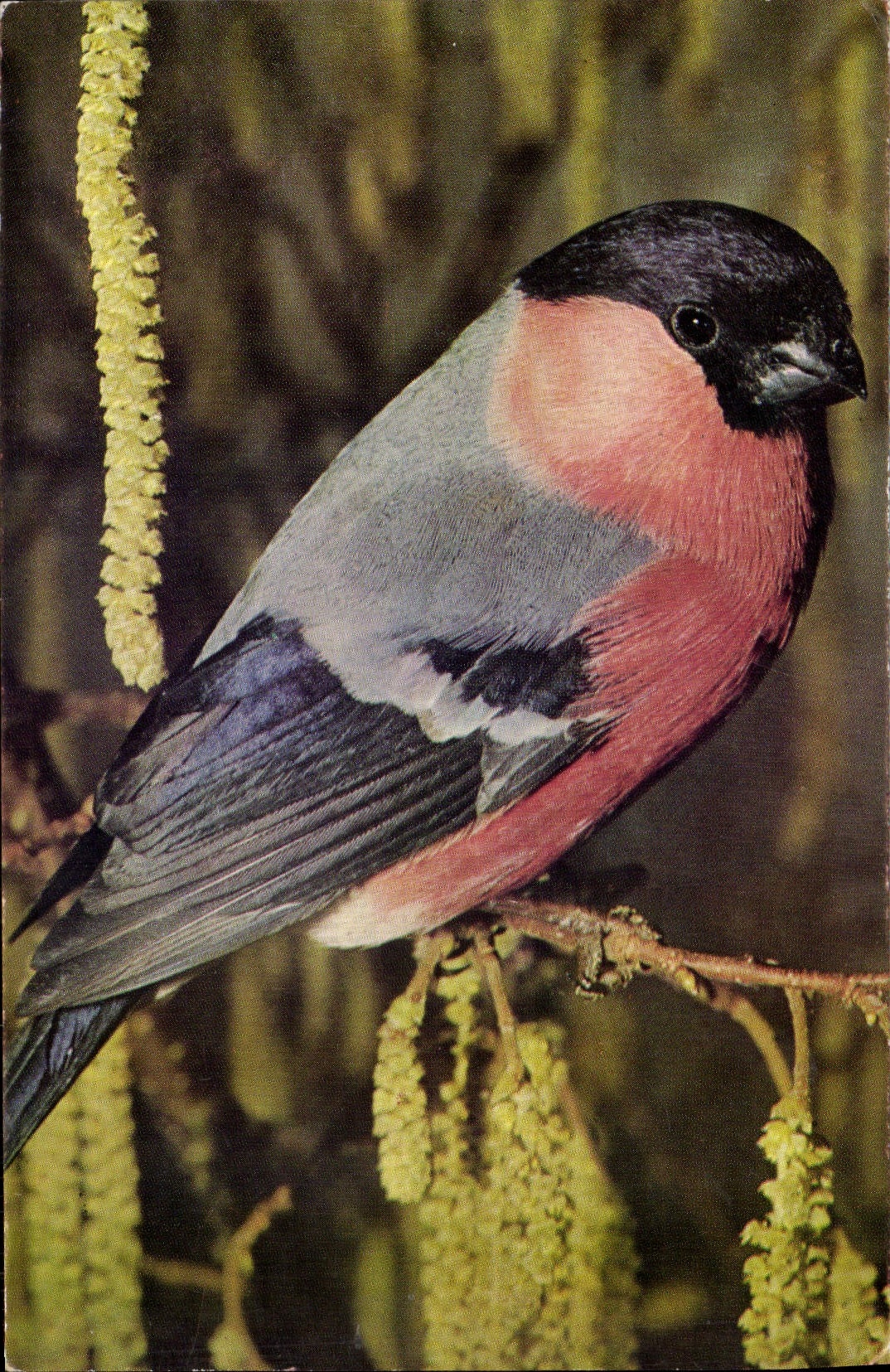 MODERN CARD Bullfinch Bird