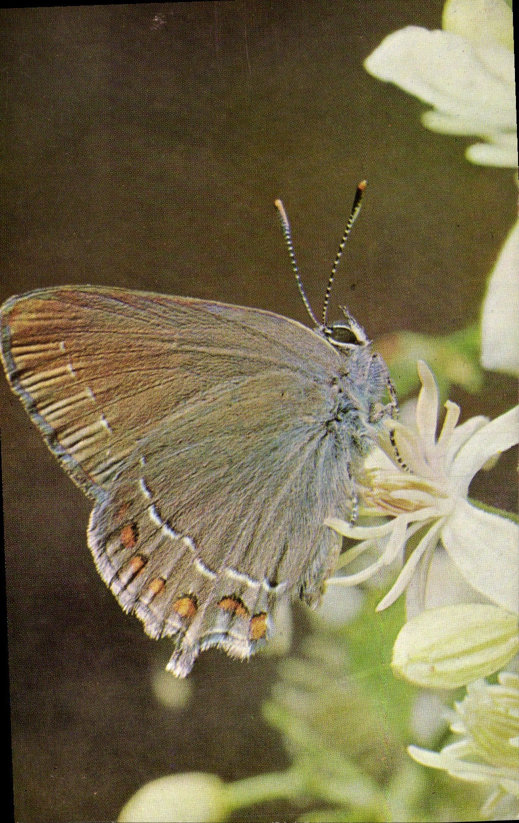 CPM Strymon Ilicis Petit porte queue de la famille des Lycaenidae