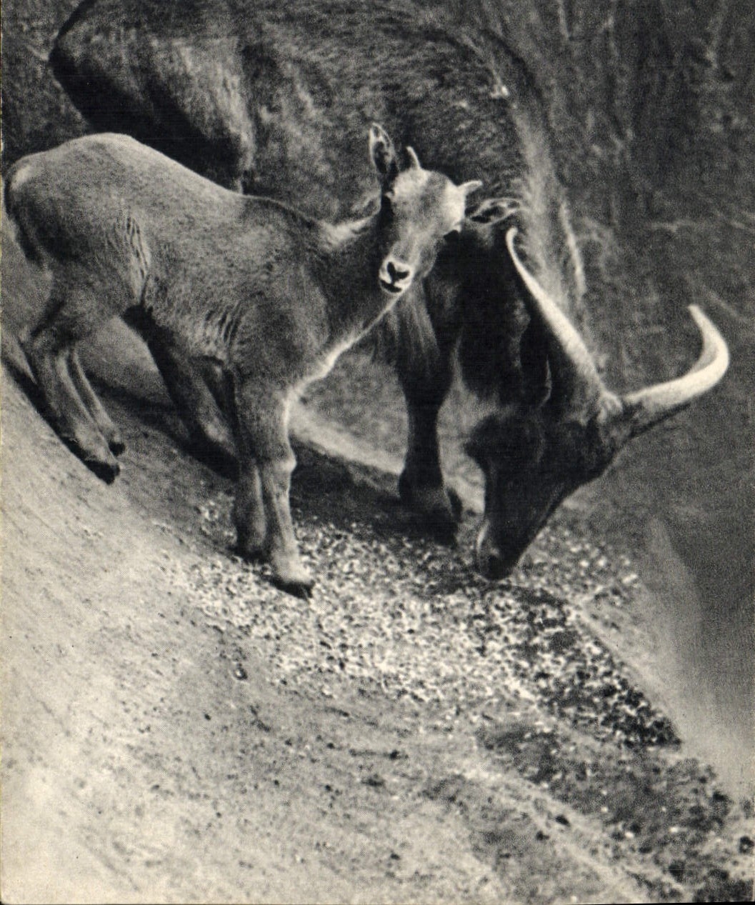 CPM Mouflon a manchettes et son petit Afrique du Nord Parc zoologique de Vincennes Zoo