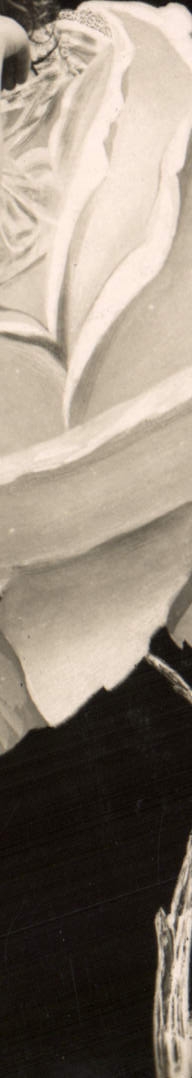 VINTAGE POSTCARD Fantasy Rose Child