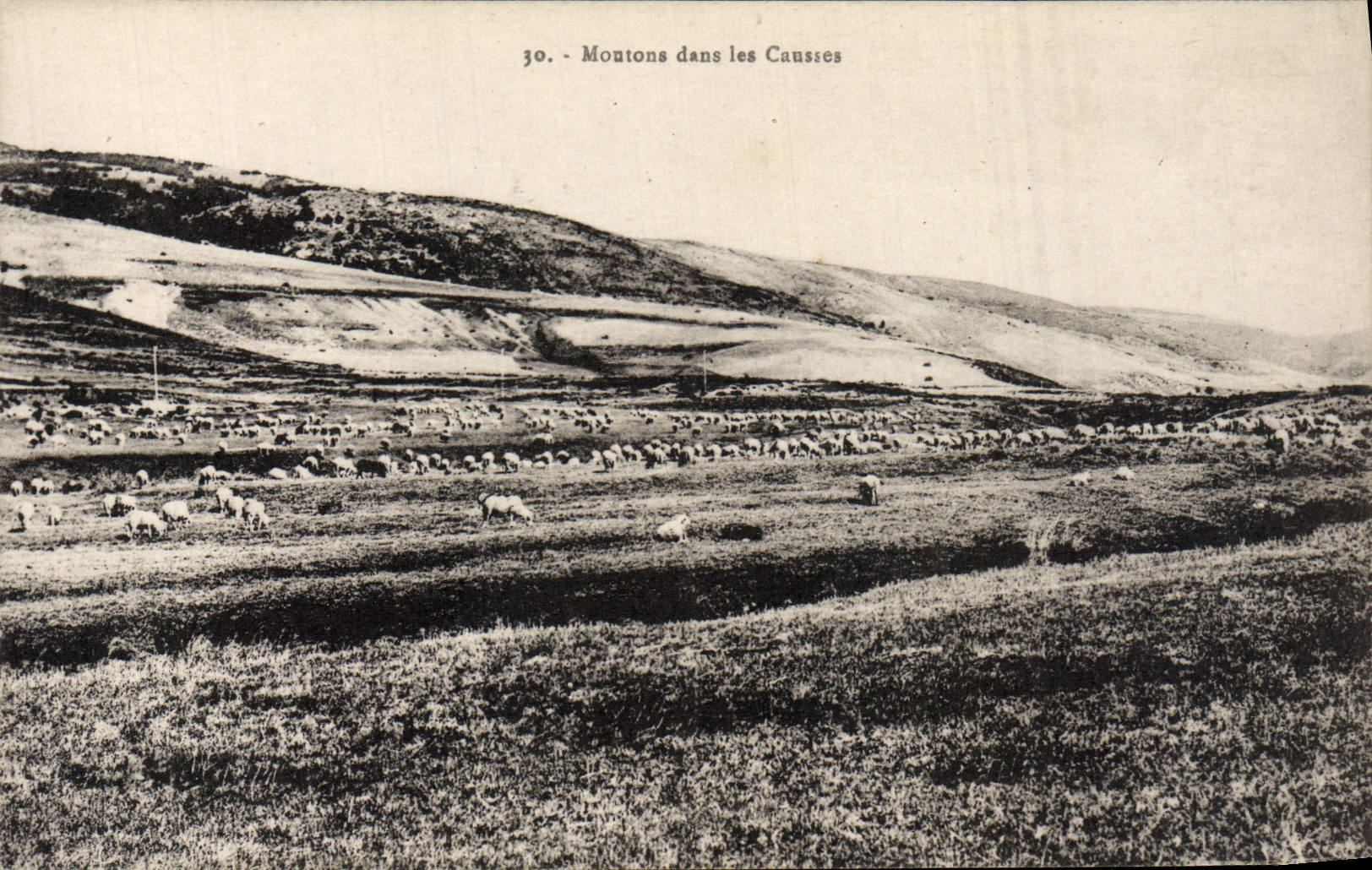 CPA Moutons dans les Causses