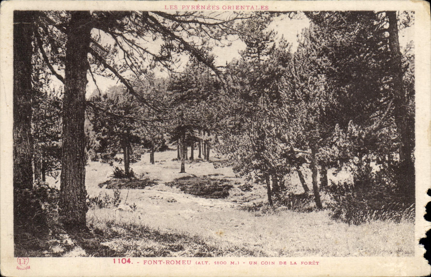 CPA Font Romeu Un coin de la foret