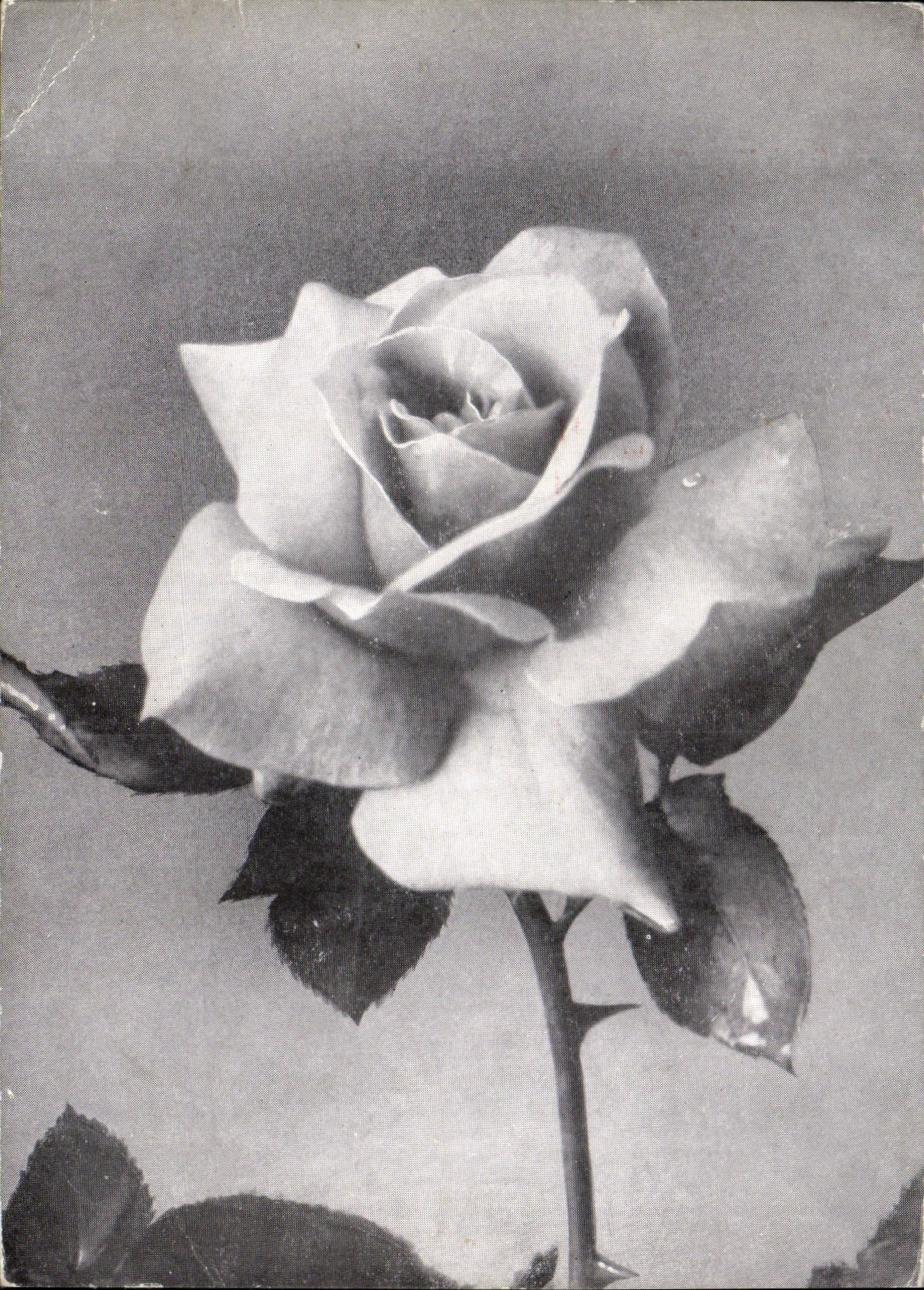 CPM Fantaisie Fleurs 