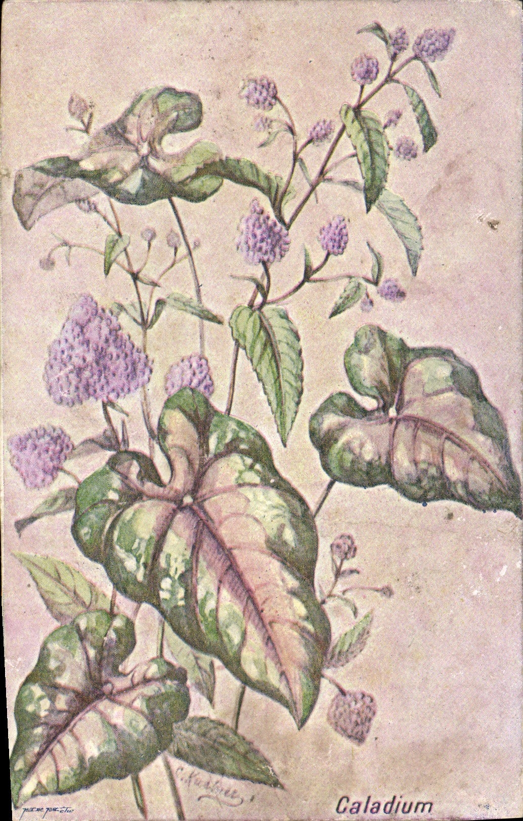 CPA Fantaisie Fleurs 