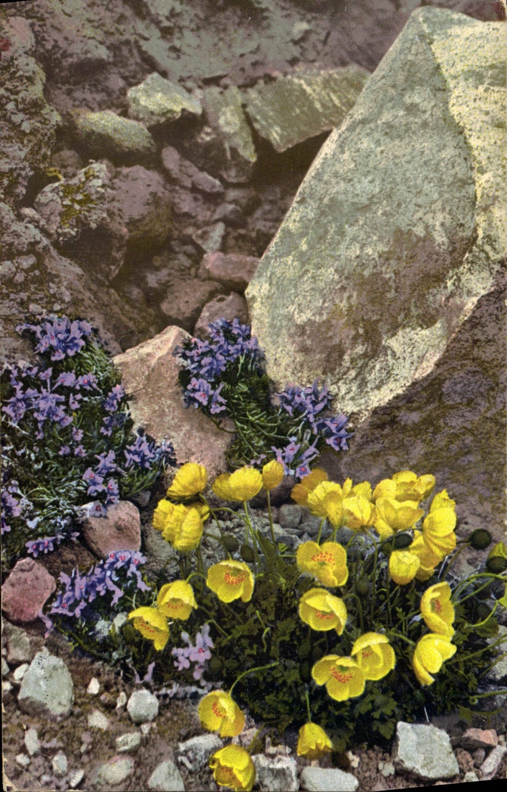 CPA Fantaisie Fleurs 