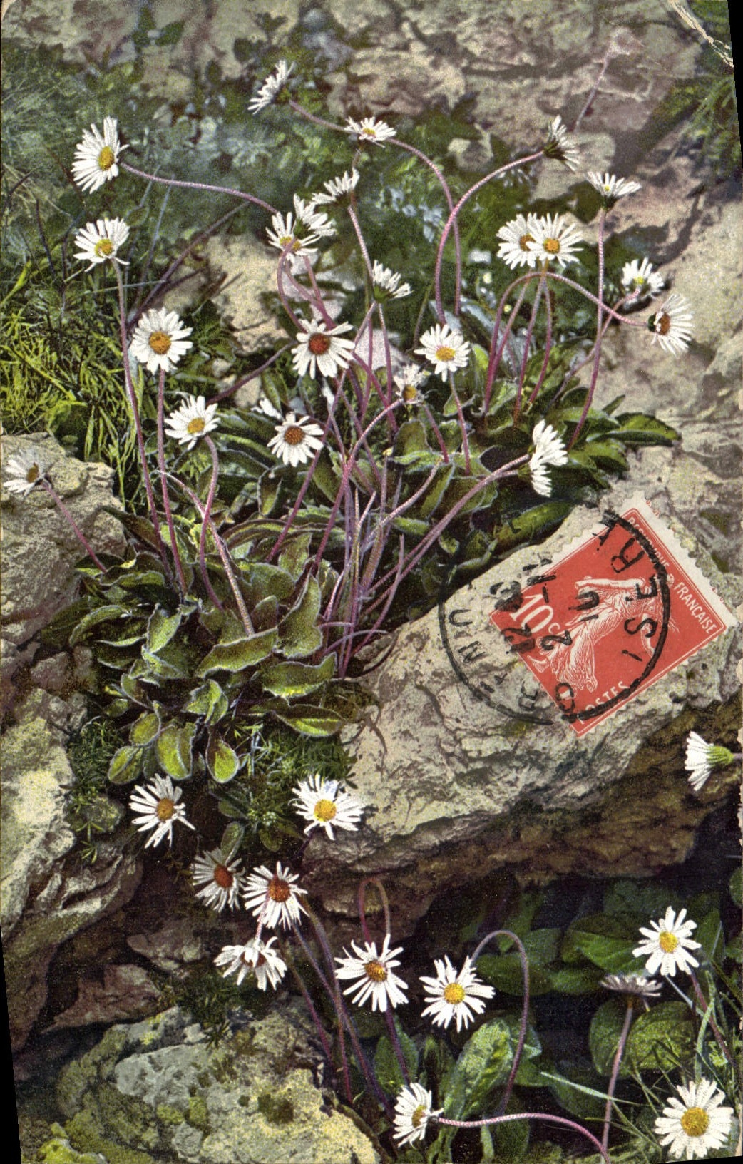 CPA Fantaisie Fleurs 