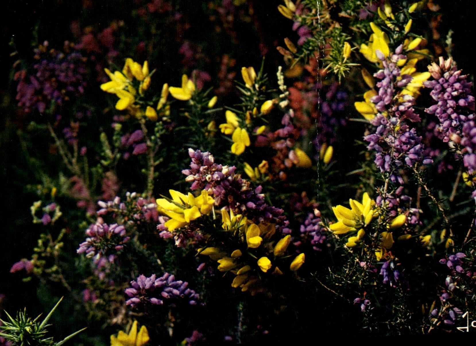 CPM Fantaisie Fleurs 