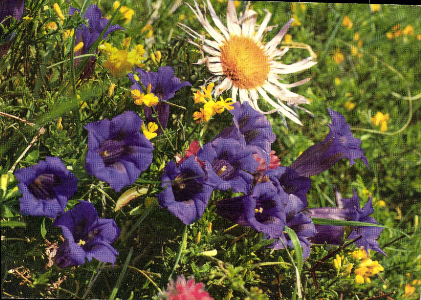 MODERN CARD Fantasy Flowers Corner of the Gentians