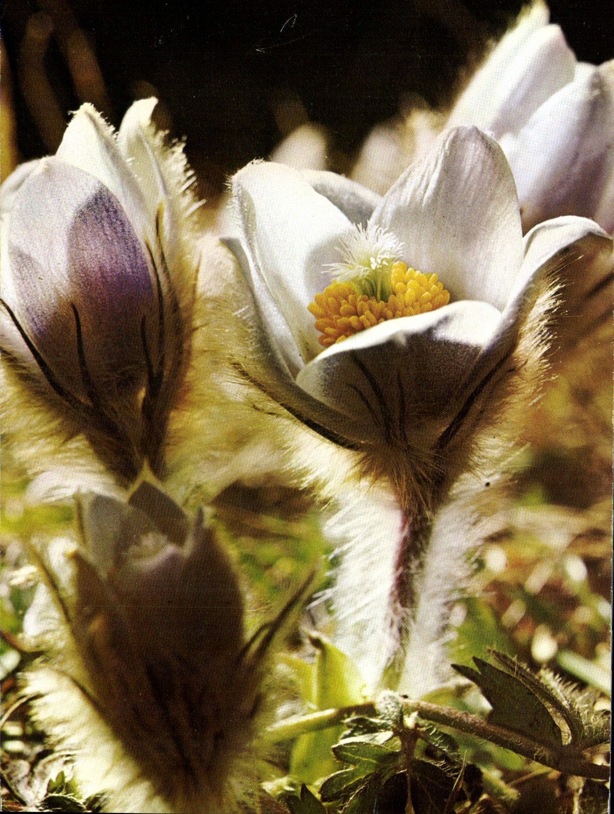 MODERN CARD Fantasy Flowers Anemone vernalis