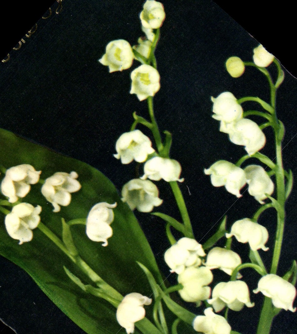 CPM Fantaisie Fleurs Muguet