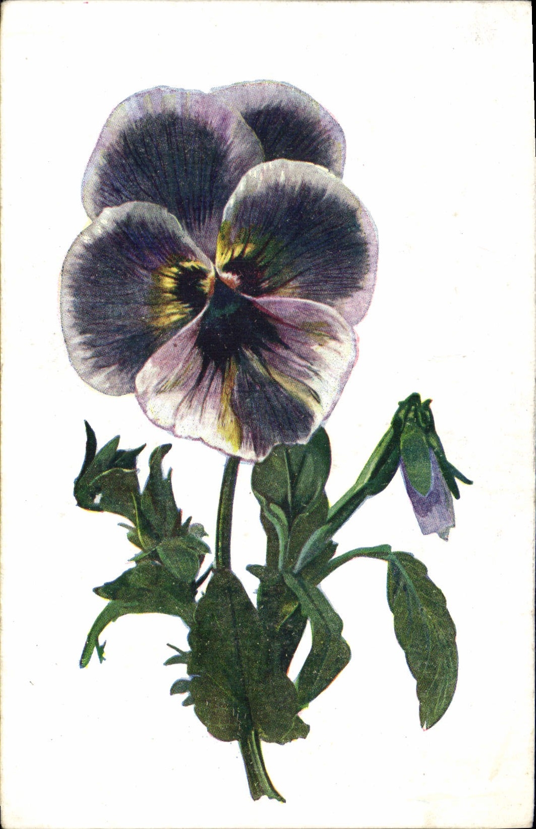 Flores de la fantasía de la POSTAL de la VENDIMIA