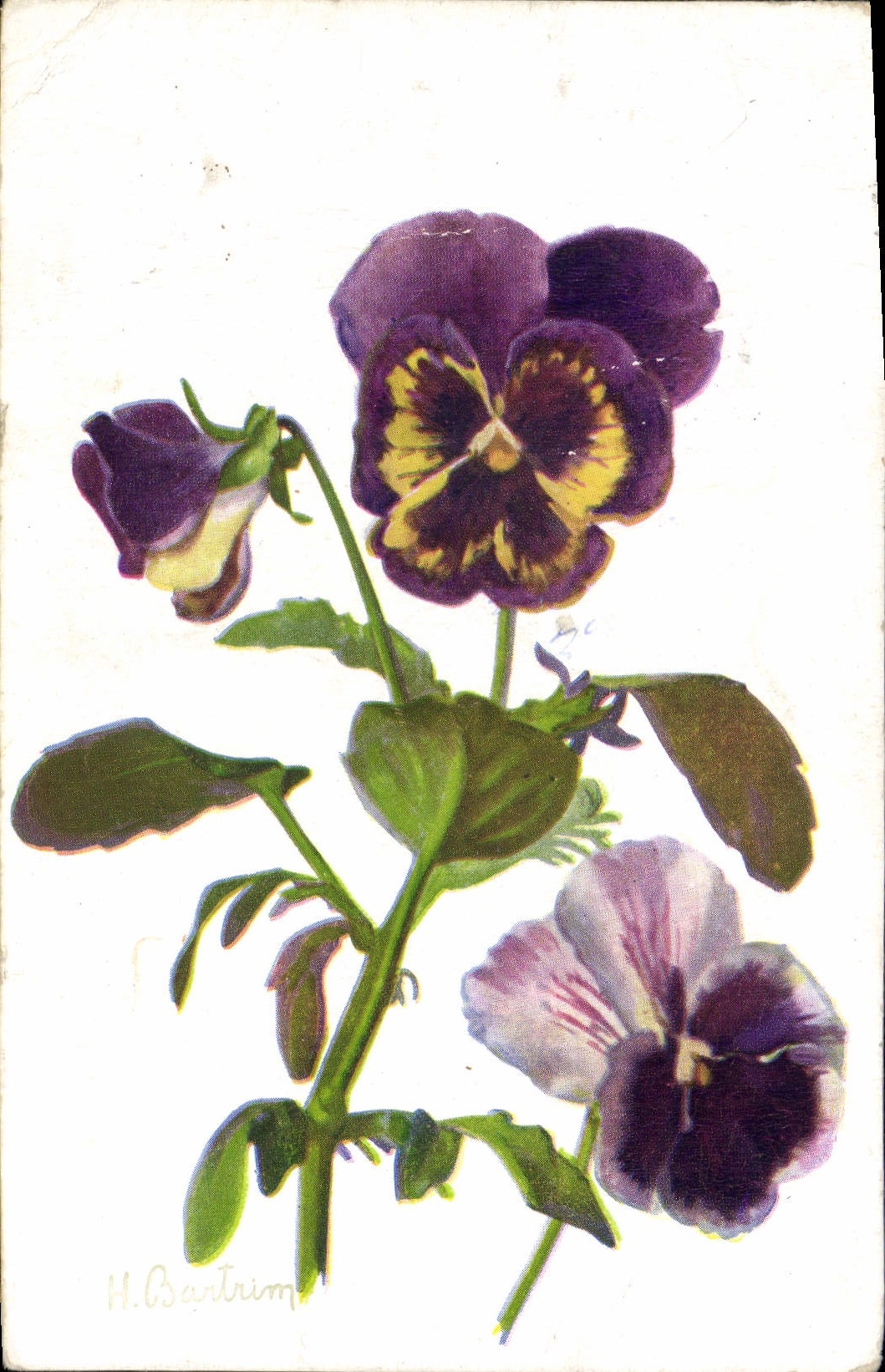 Flores de la fantasía de la POSTAL de la VENDIMIA