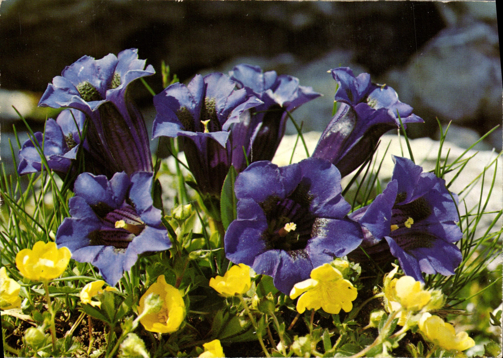 CPM Fantaisie Fleurs Gentiane a tige courte