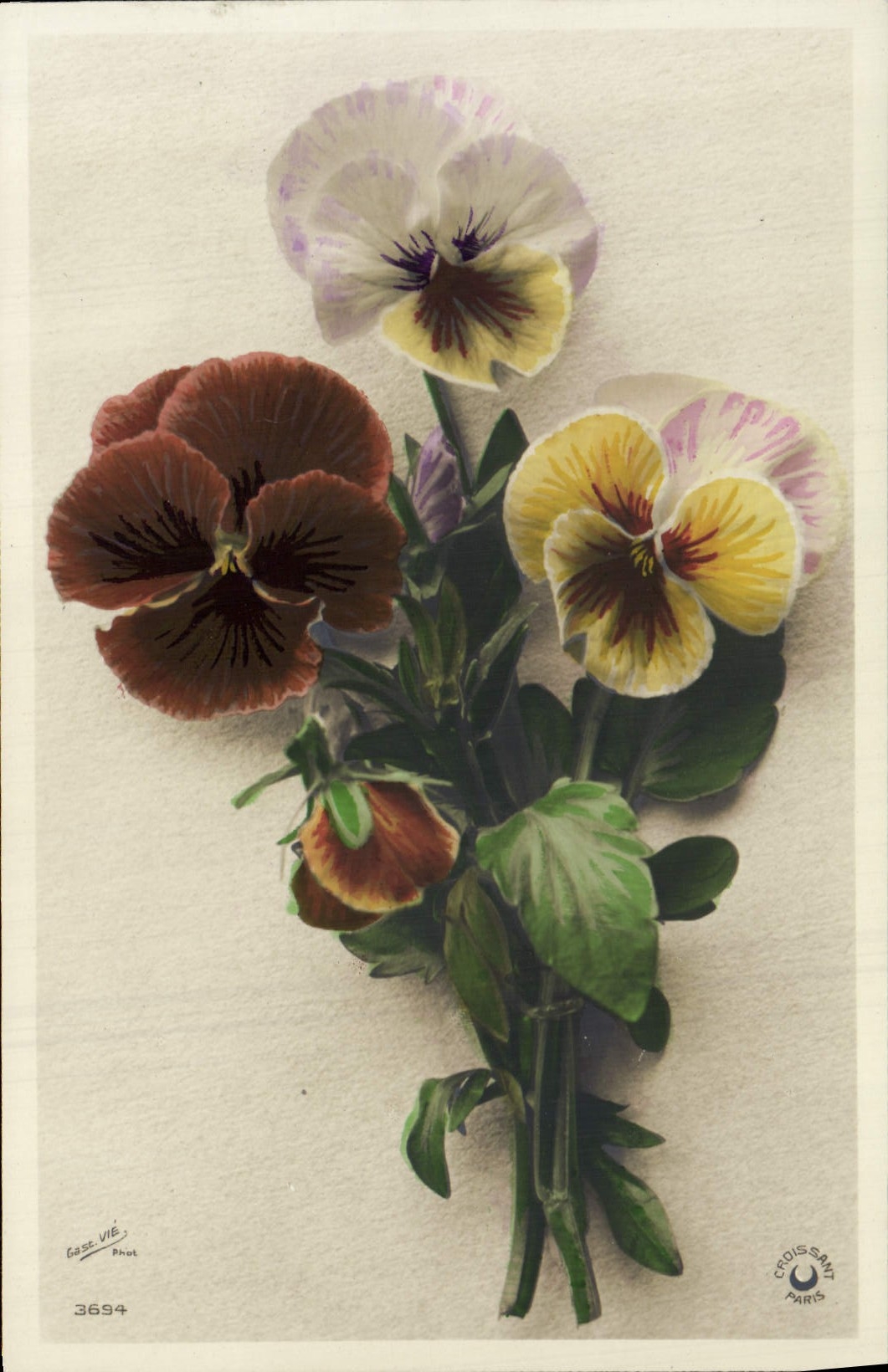 Flores de la fantasía de la POSTAL de la VENDIMIA