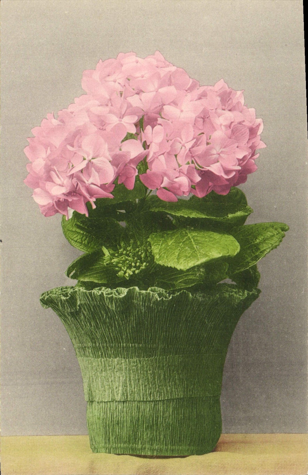 Flores de la fantasía de la POSTAL de la VENDIMIA