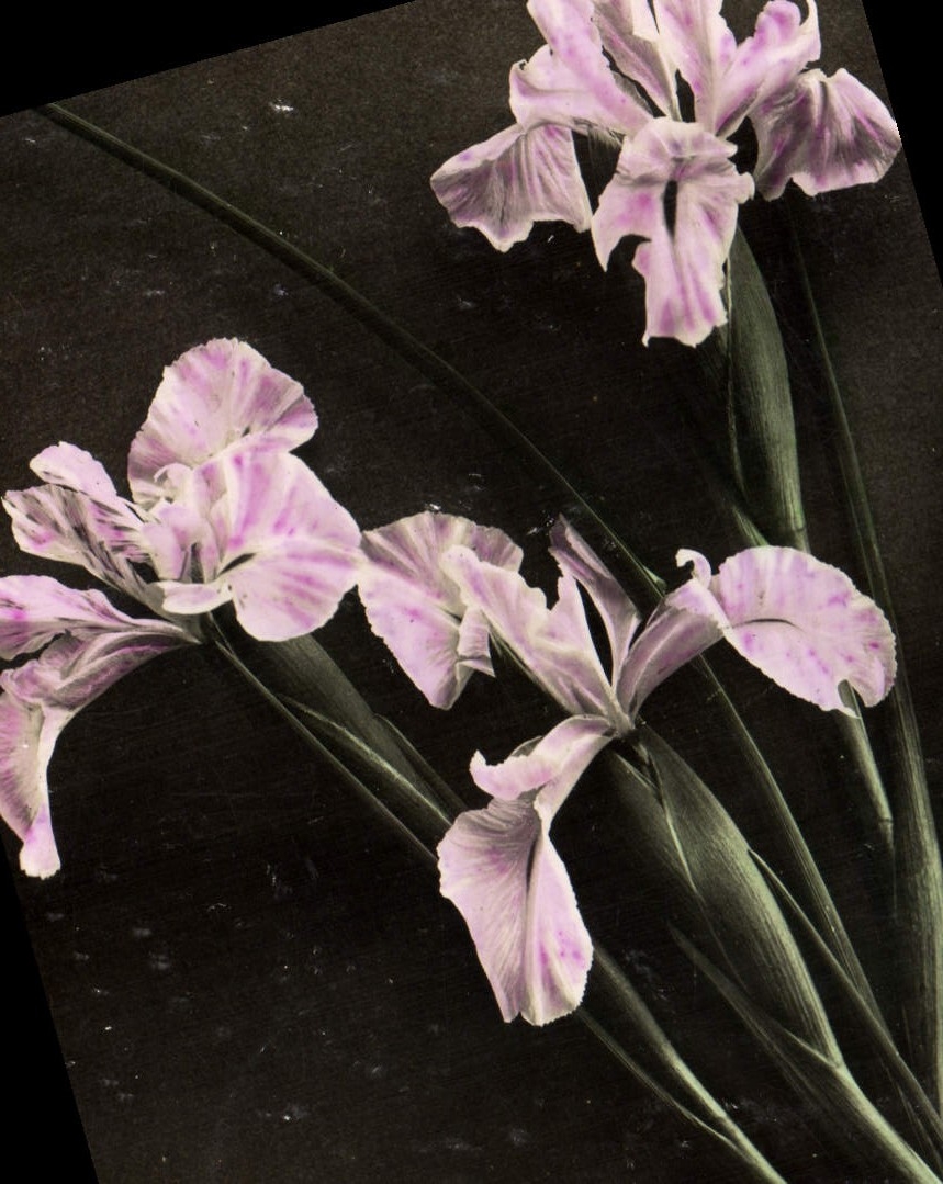 Flores de la fantasía de la POSTAL de la VENDIMIA