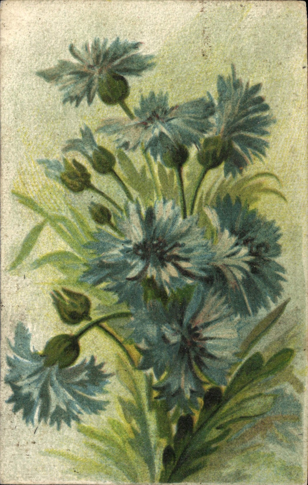 Flores de la fantasía de la POSTAL de la VENDIMIA