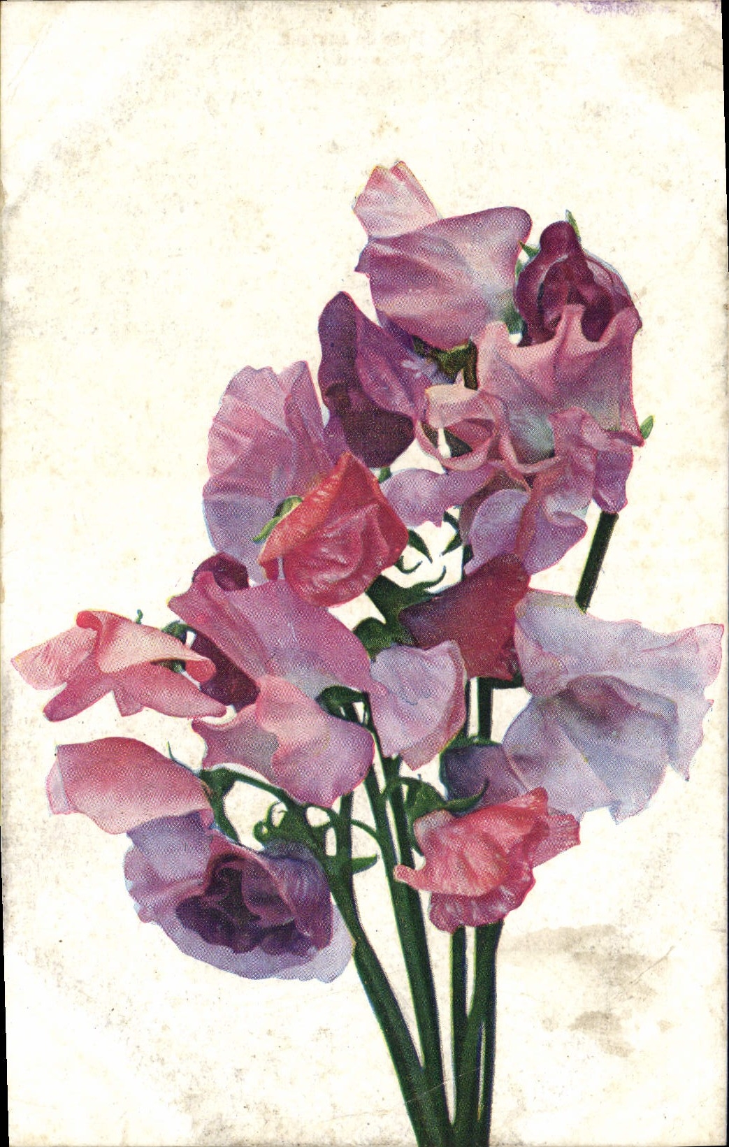 Flores de la fantasía de la POSTAL de la VENDIMIA