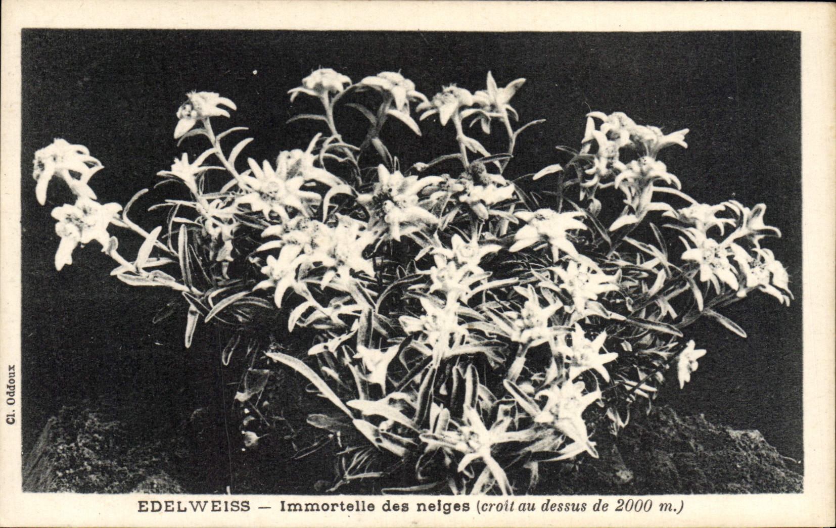 CPA Fantaisie Fleurs Edelweiss Immortelle des neiges