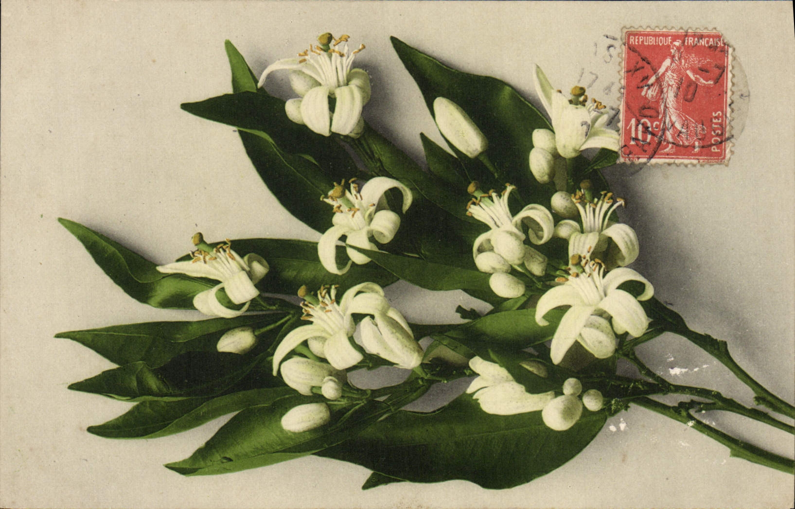 Flores de la fantasía de la POSTAL de la VENDIMIA