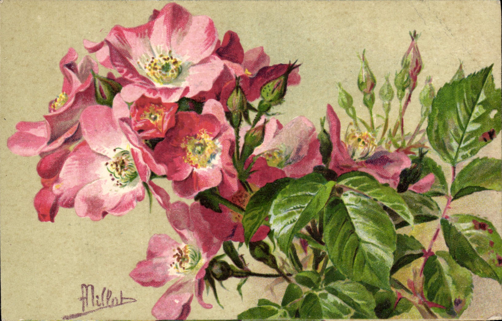 Flores de la fantasía de la POSTAL de la VENDIMIA
