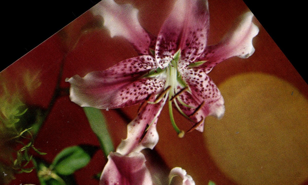 POSTAL MODERNA flores de la fantasía