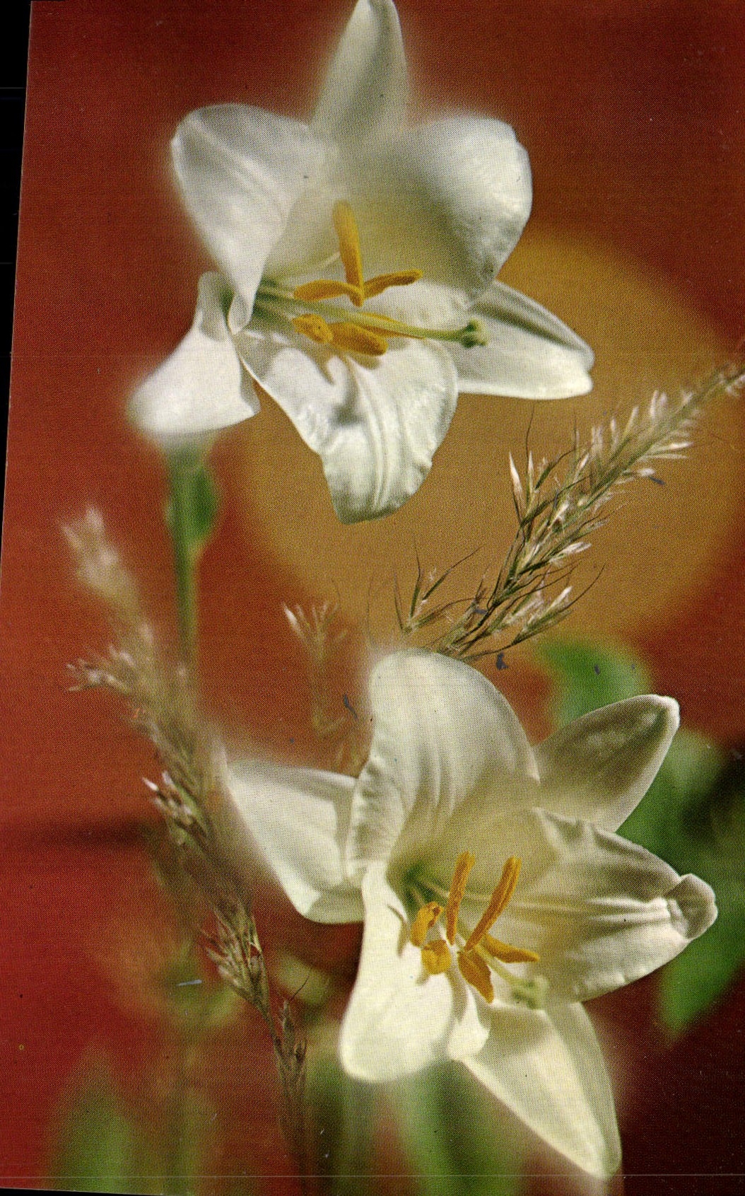 POSTAL MODERNA flores de la fantasía