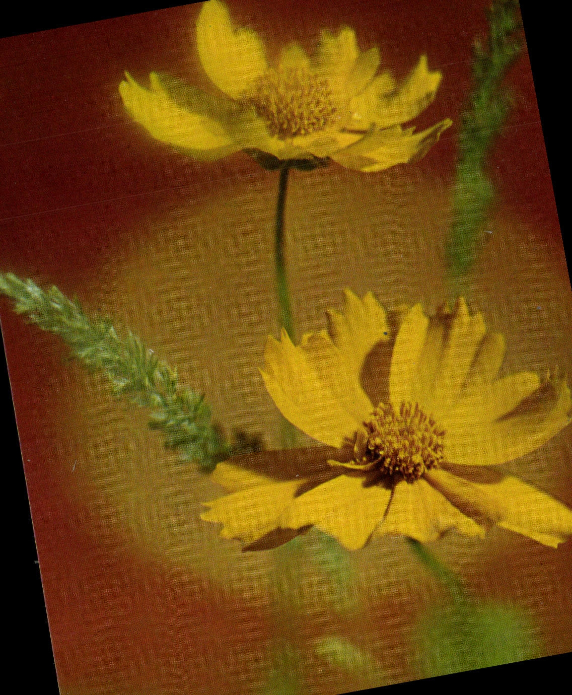 POSTAL MODERNA flores de la fantasía