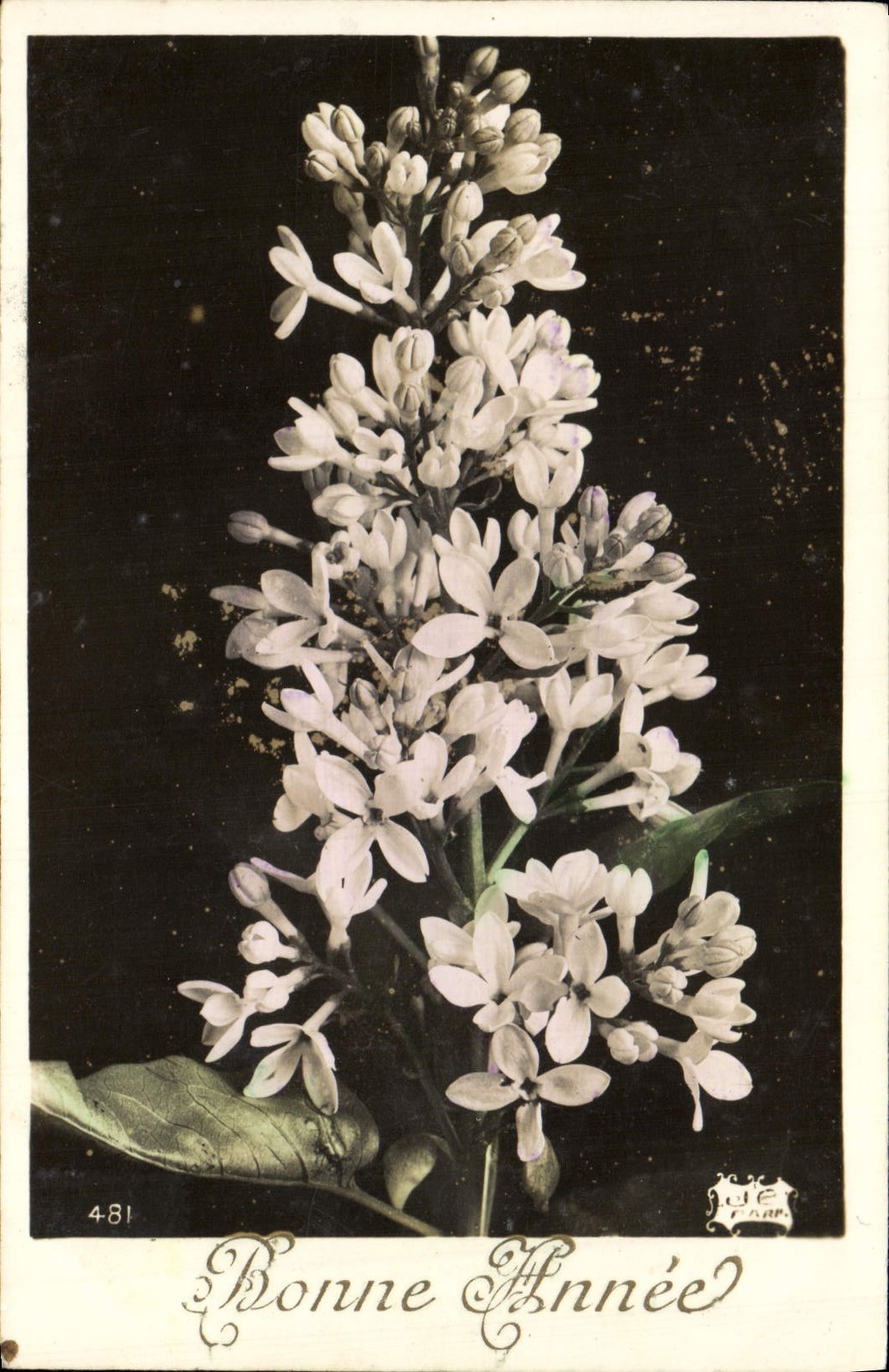 Flores de la fantasía de la POSTAL de la VENDIMIA