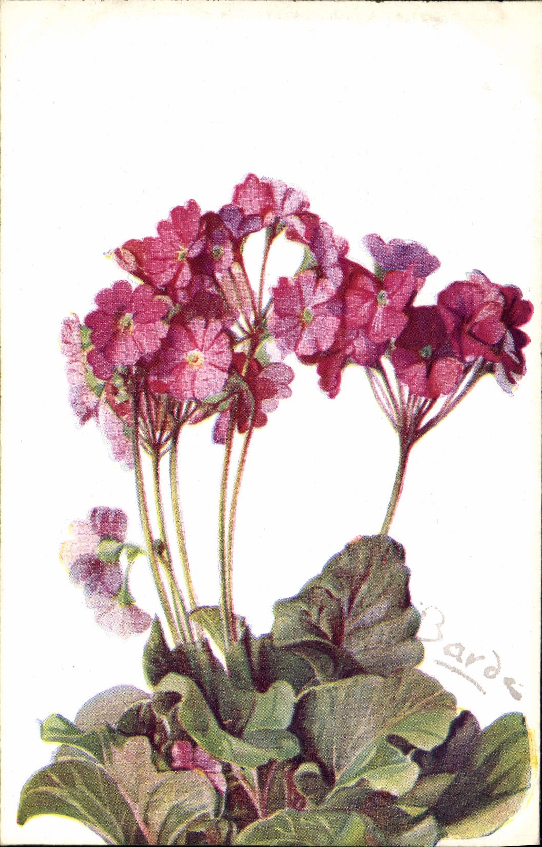 Flores de la fantasía de la POSTAL de la VENDIMIA