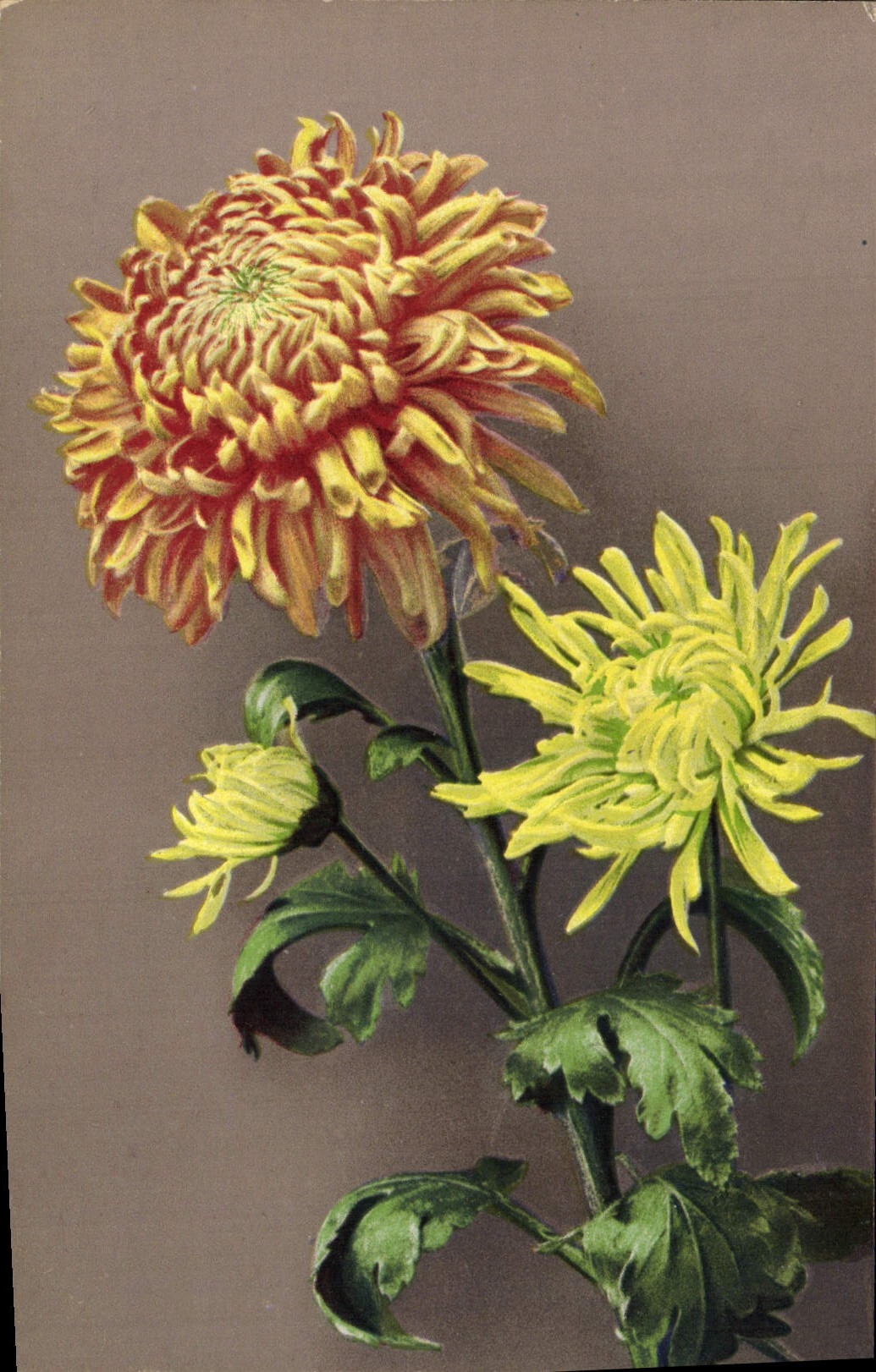 Flores de la fantasía de la POSTAL de la VENDIMIA