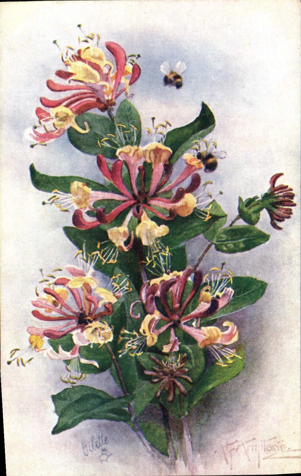 Flores de la fantasía de la POSTAL de la VENDIMIA