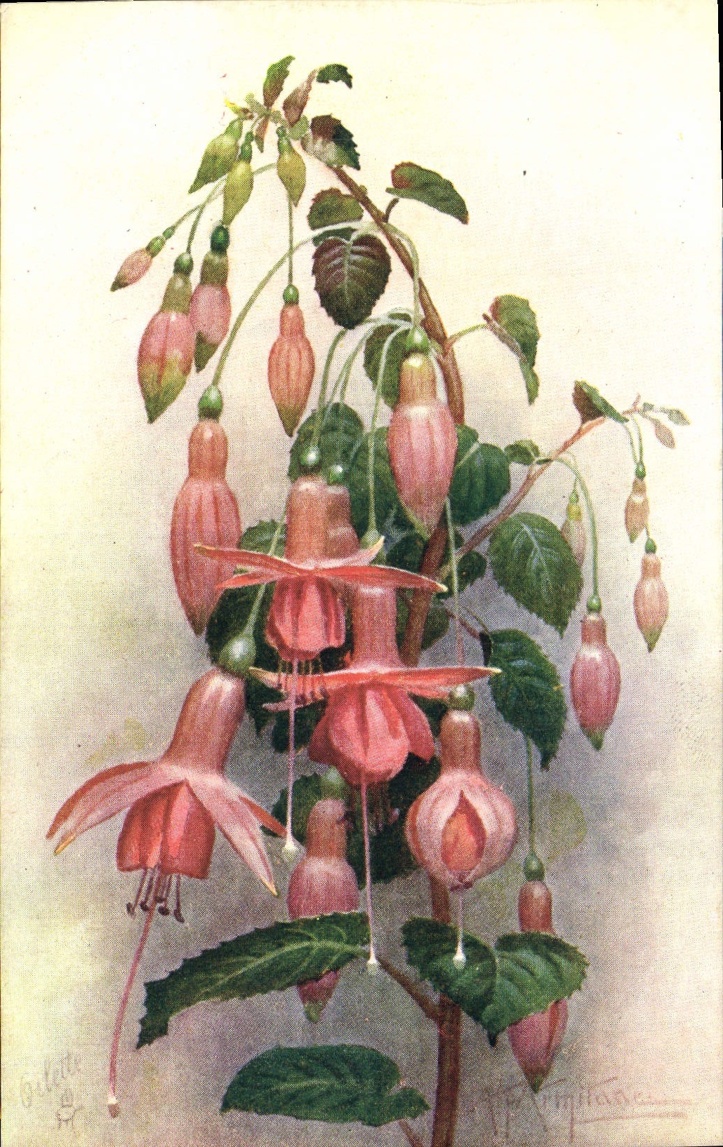 Flores de la fantasía de la POSTAL de la VENDIMIA