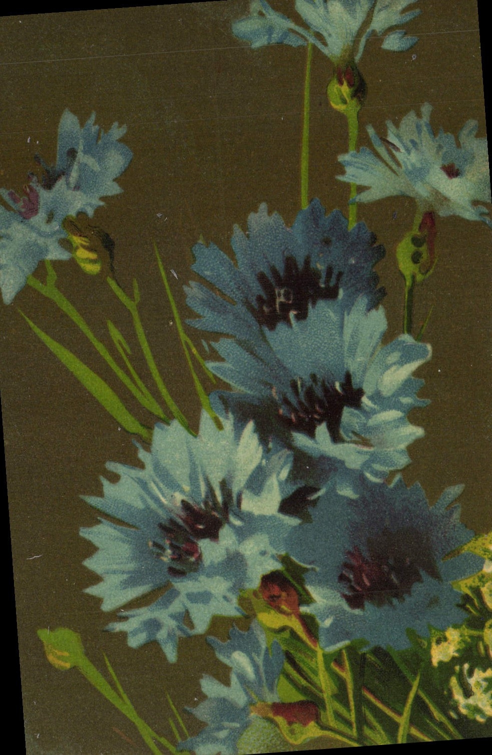 Flores de la fantasía de la POSTAL de la VENDIMIA