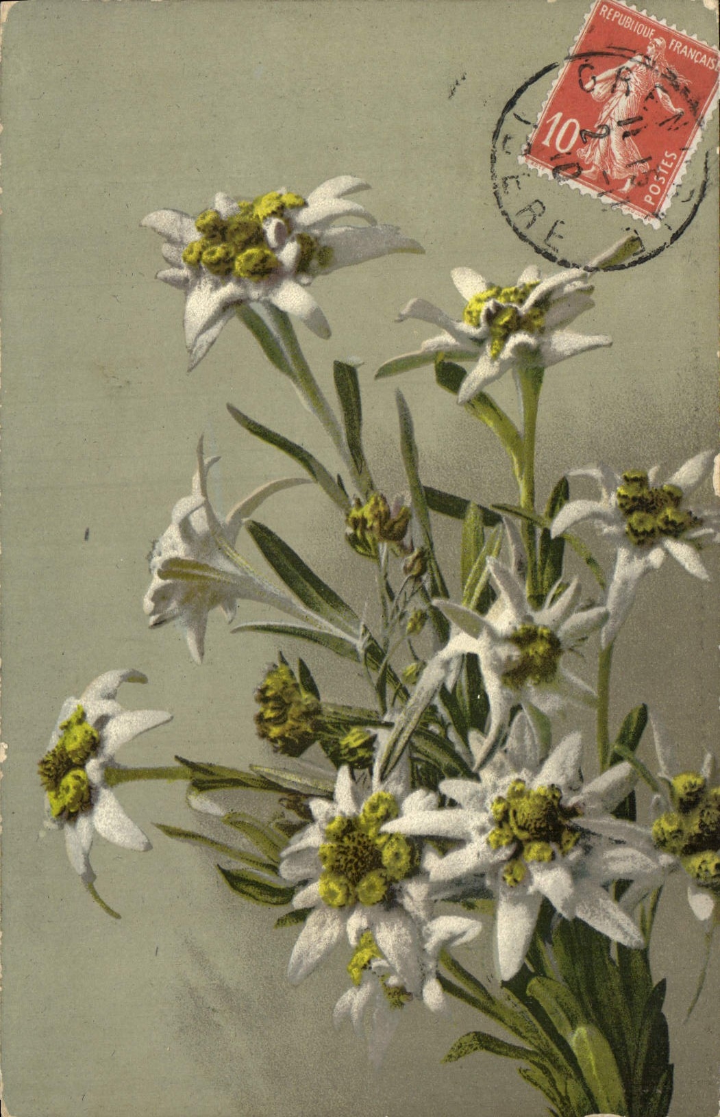 Flores de la fantasía de la POSTAL de la VENDIMIA