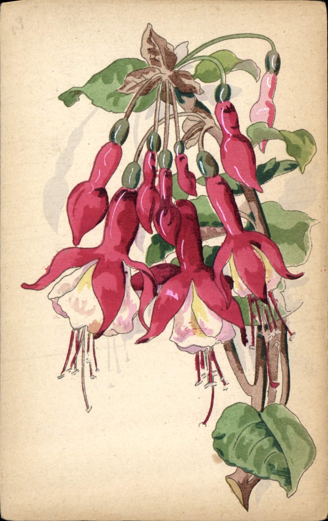 Flores de la fantasía de la POSTAL de la VENDIMIA