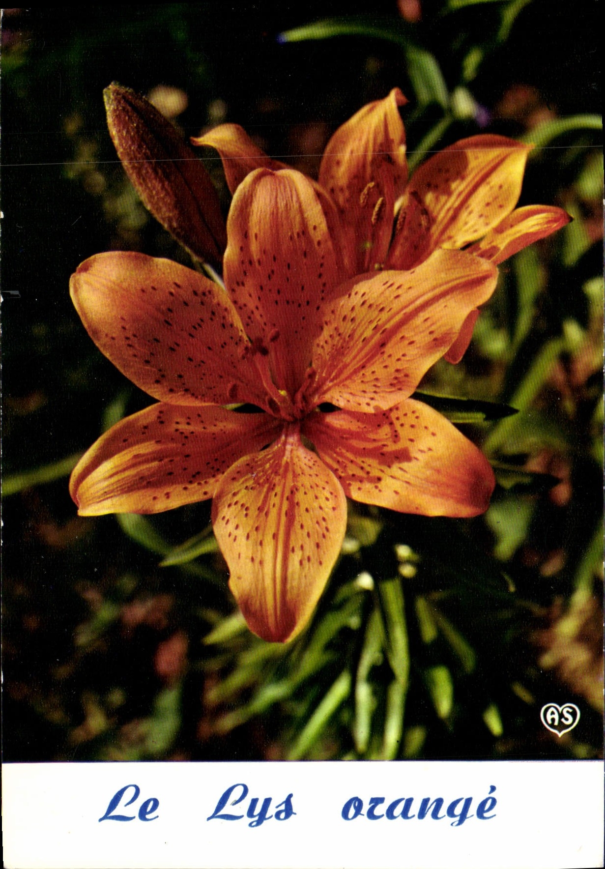 CPM Fantaisie Fleurs Le lys orange