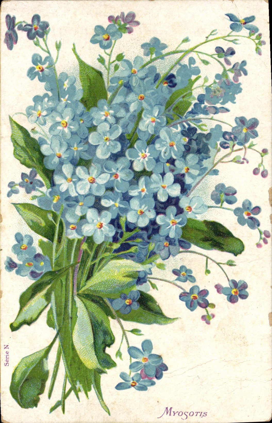 La fantasía de la POSTAL de la VENDIMIA florece nomeolvides