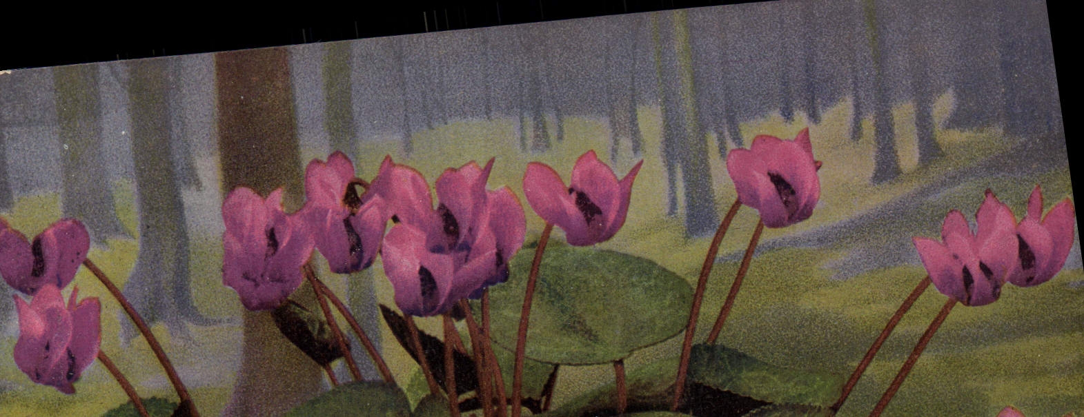 Flores de la fantasía de la POSTAL de la VENDIMIA