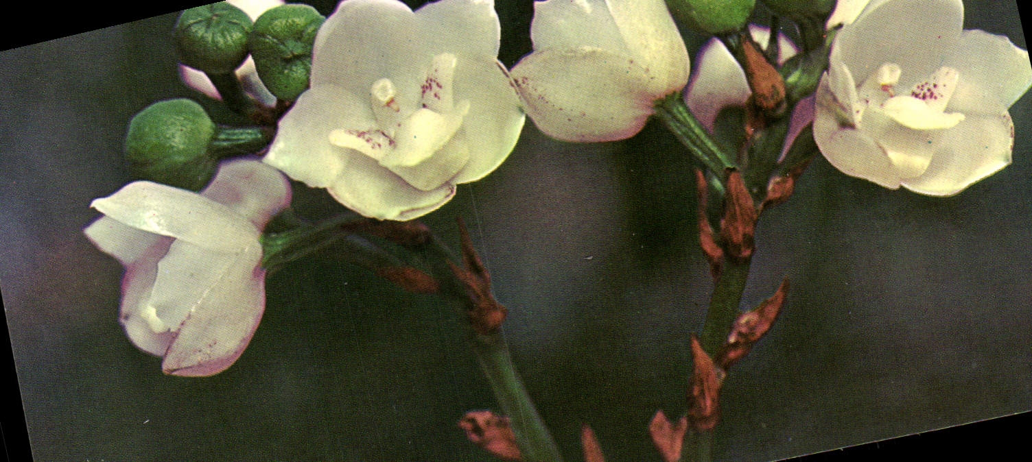 Flores de la fantasía de la POSTAL de la VENDIMIA