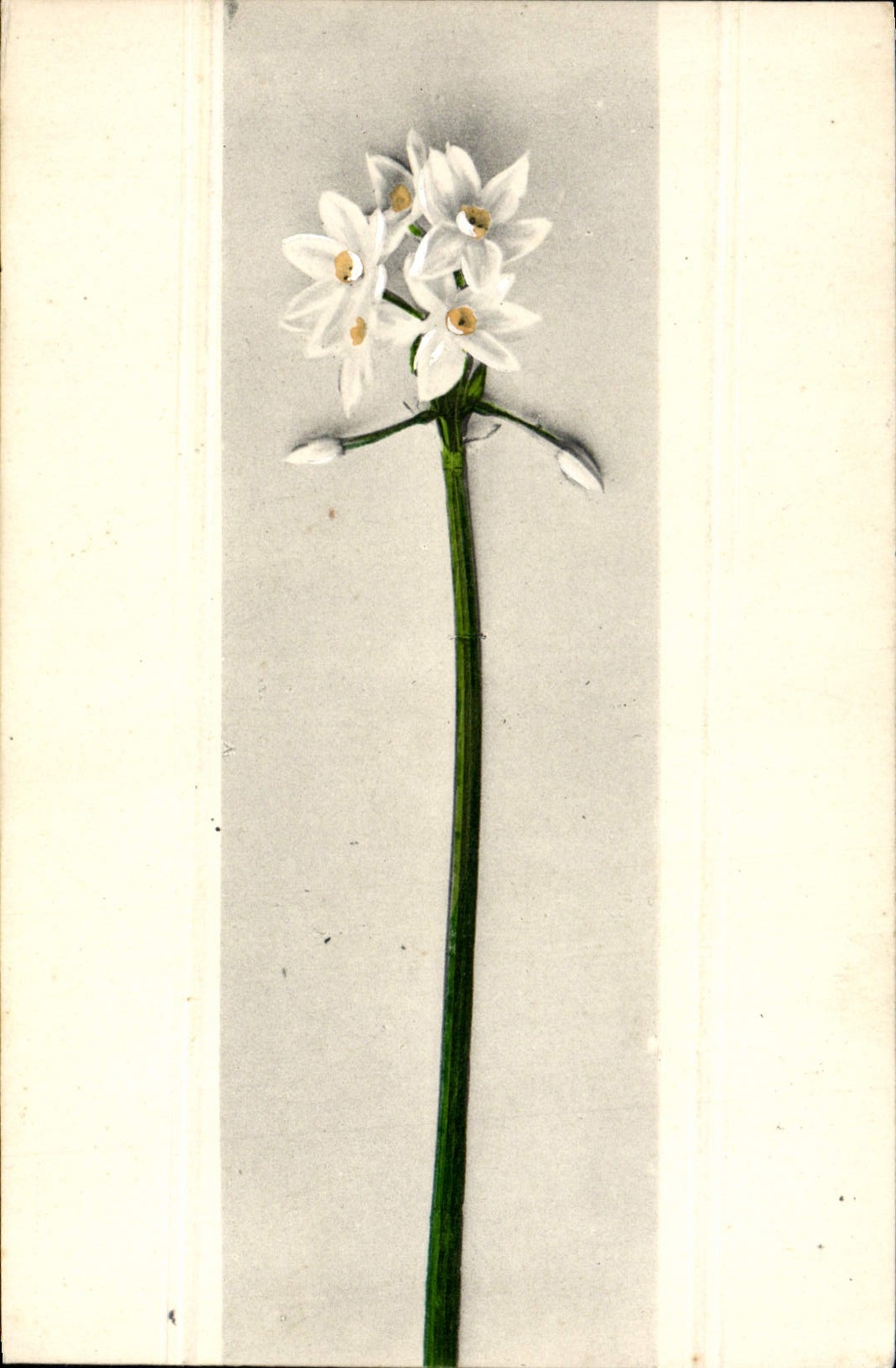 Flores de la fantasía de la POSTAL de la VENDIMIA