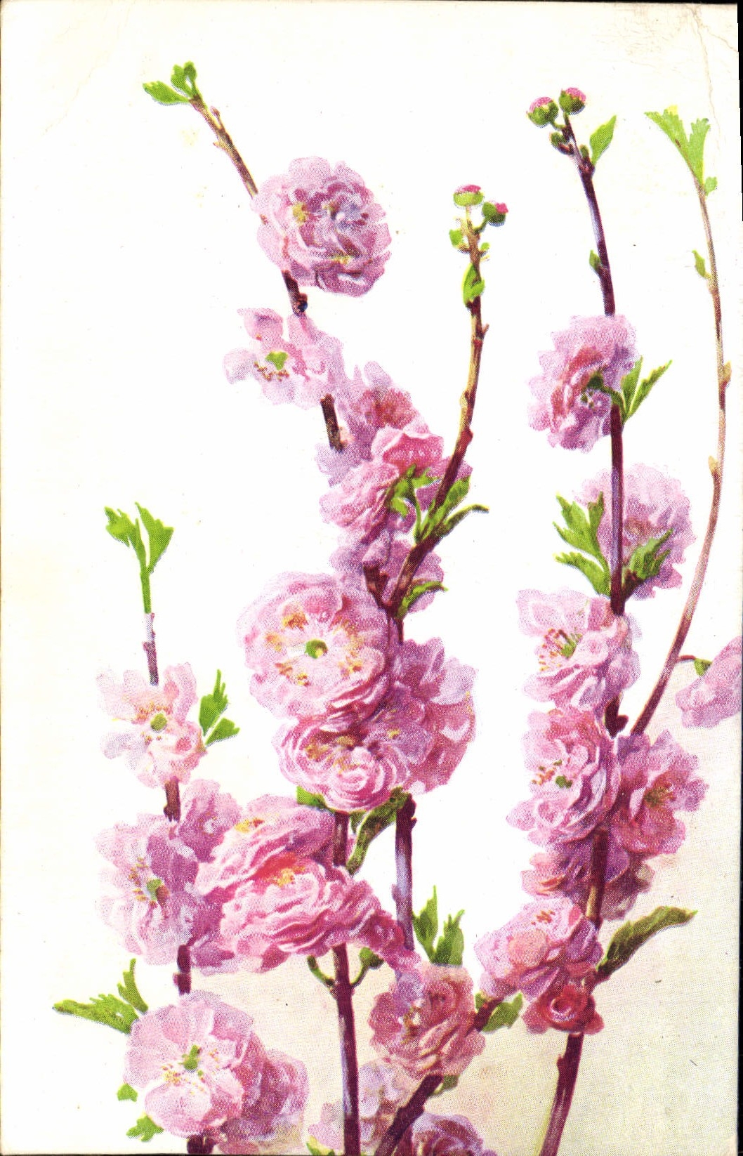 Flores de la fantasía de la POSTAL de la VENDIMIA