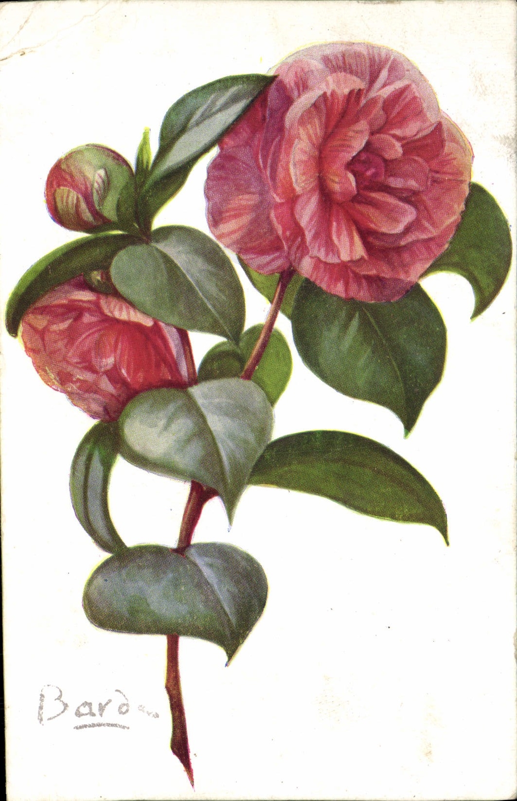 Flores de la fantasía de la POSTAL de la VENDIMIA