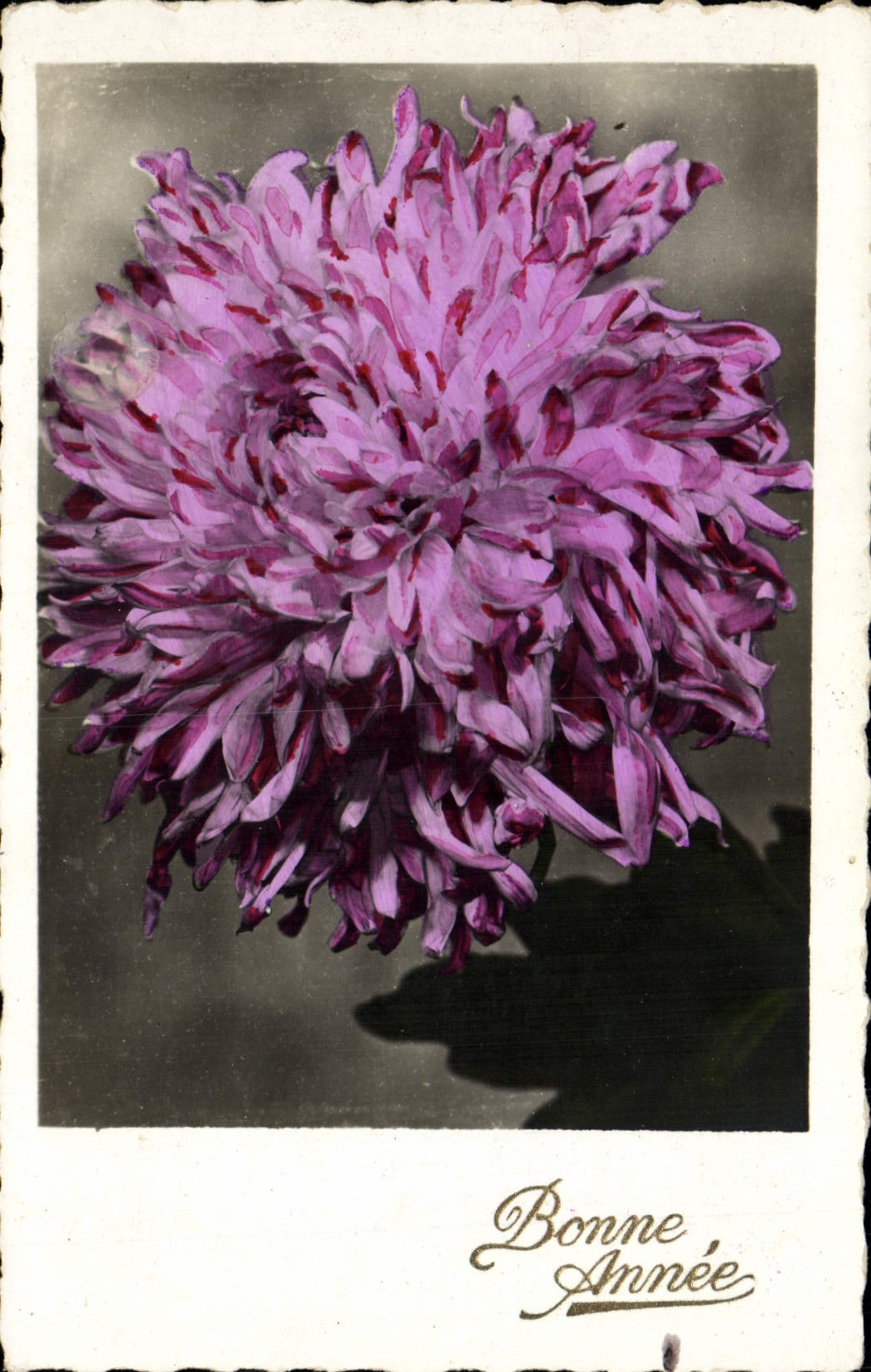 Flores de la fantasía de la POSTAL de la VENDIMIA