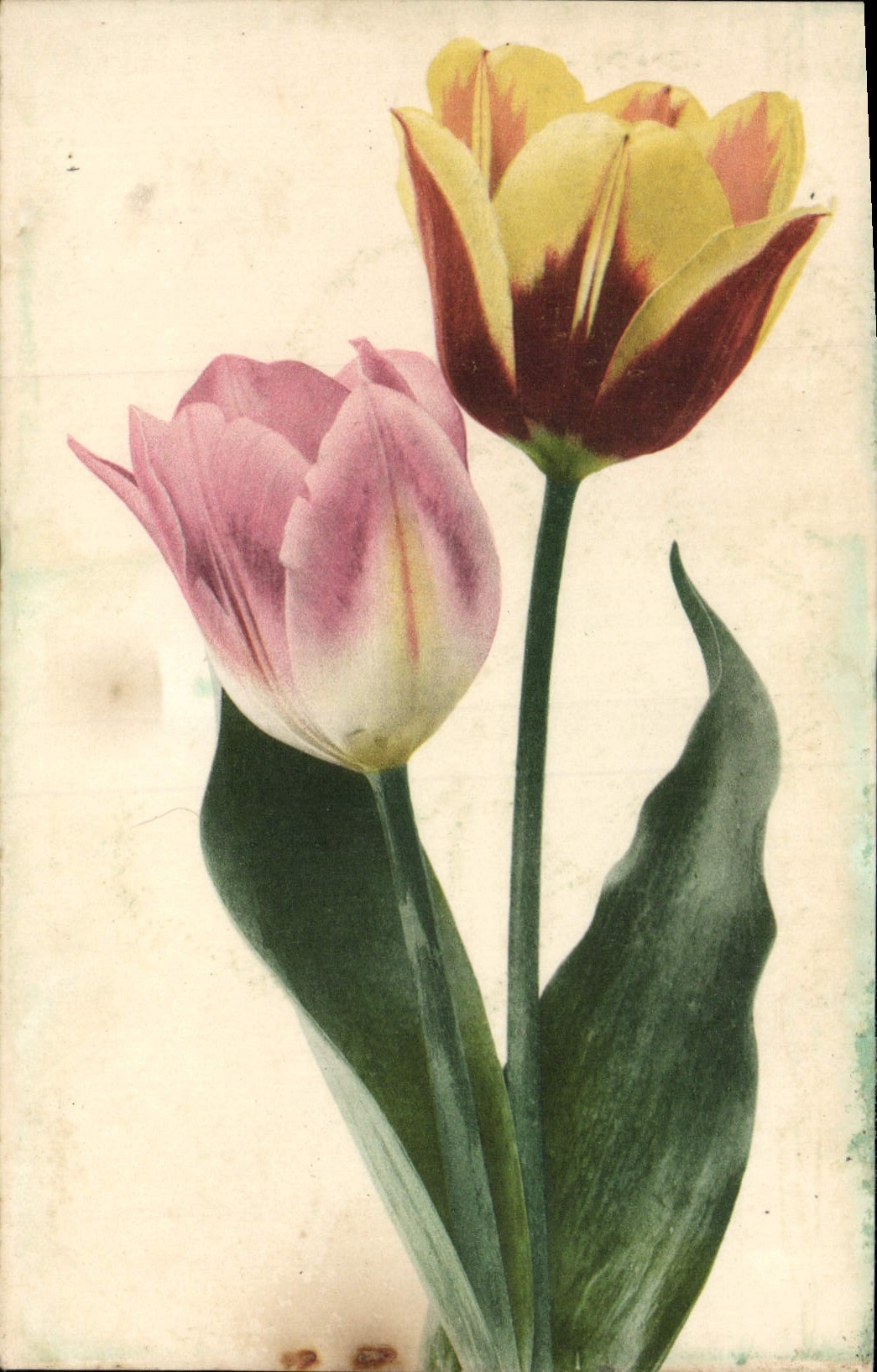 Flores de la fantasía de la POSTAL de la VENDIMIA