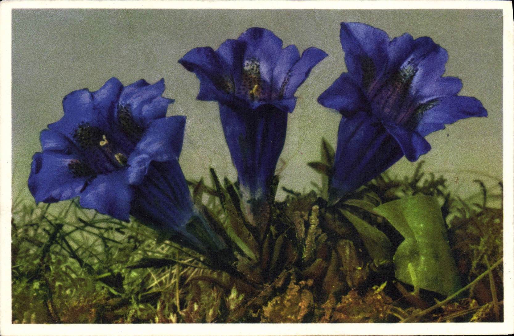 Flores de la fantasía de la POSTAL de la VENDIMIA