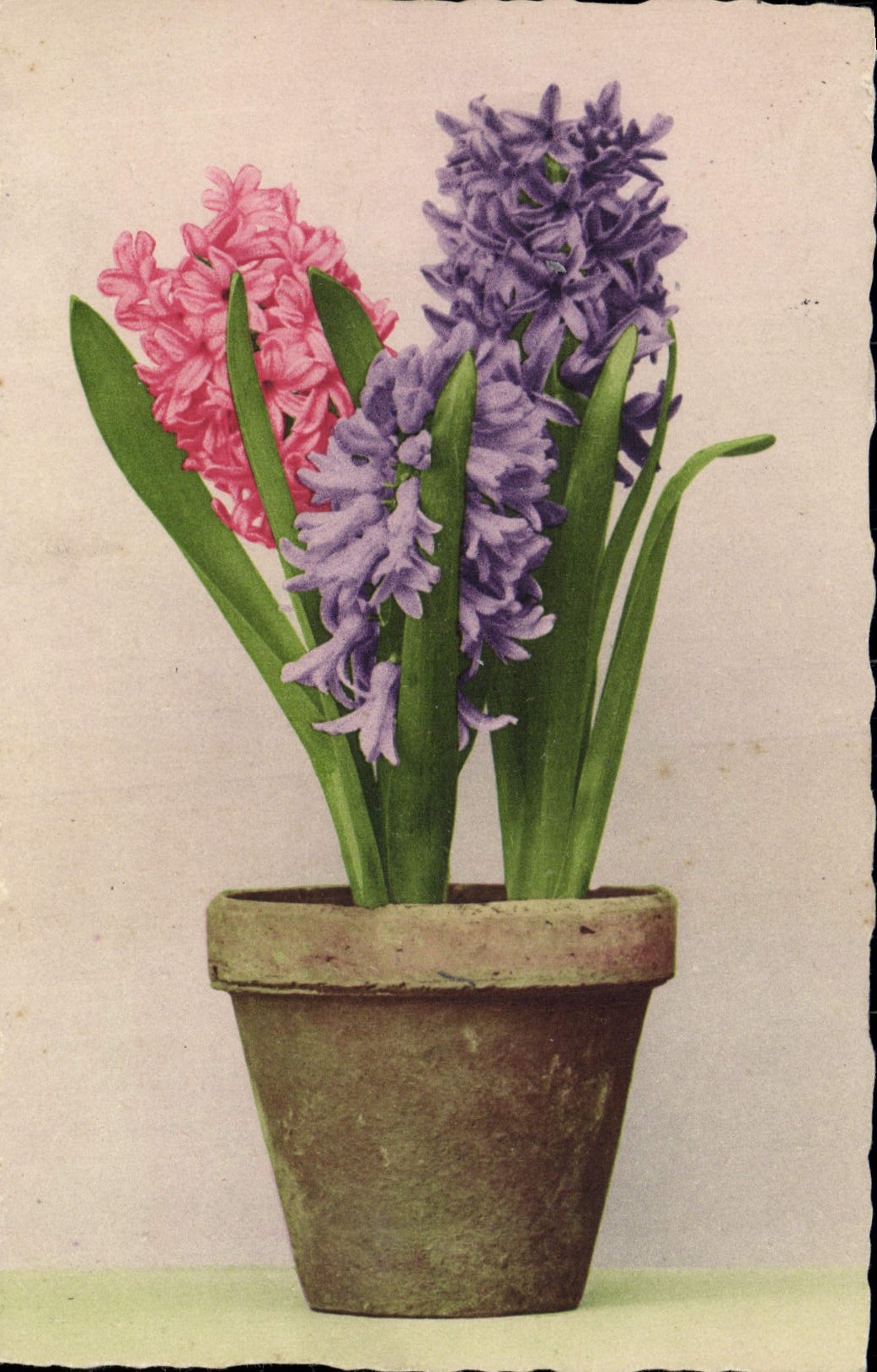 Flores de la fantasía de la POSTAL de la VENDIMIA